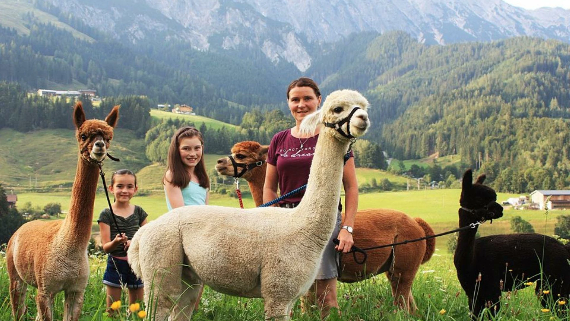 Alpaka trekking Saalfelden Leogang Touristik GmbH